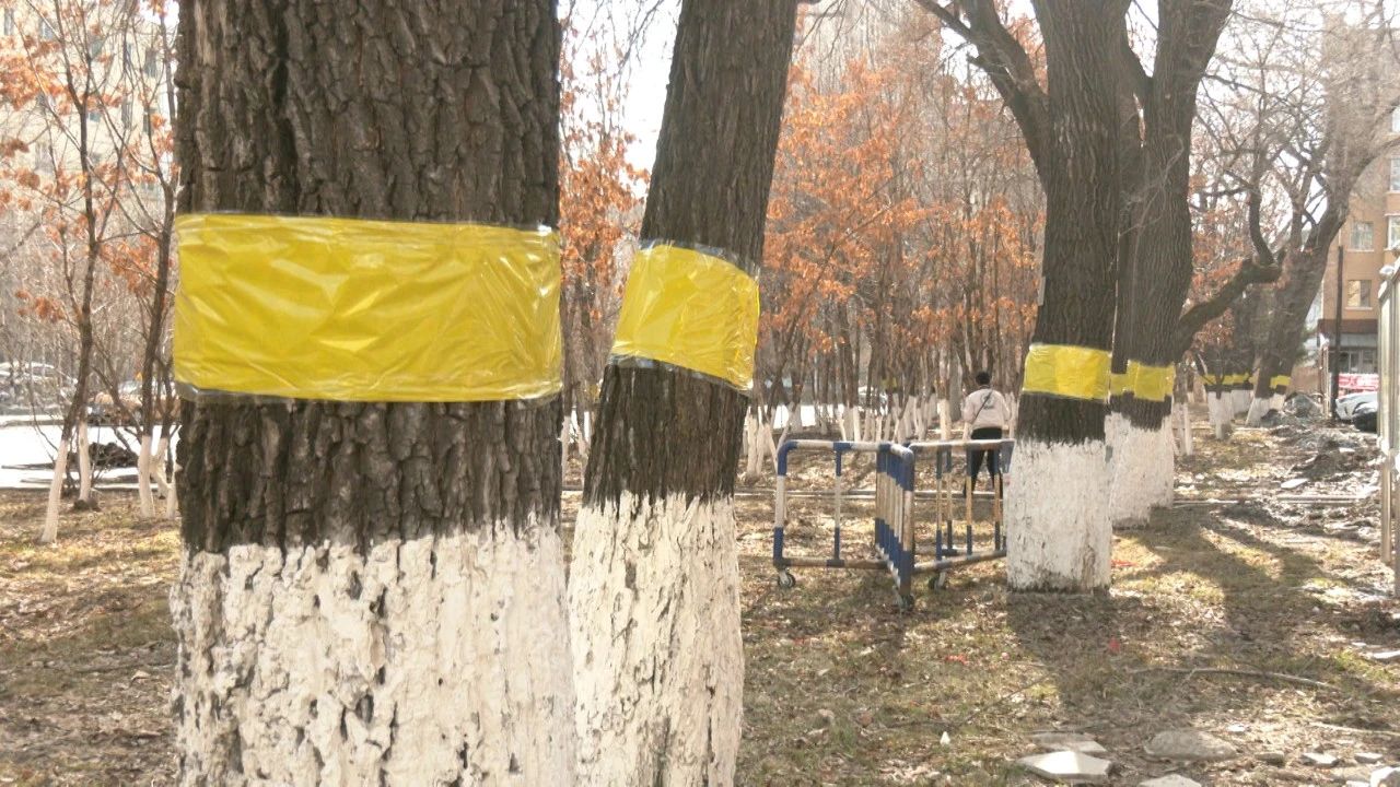 北安:树木缠上“黄腰带” 健康成长少虫害_县市区动态_黑河市人民政府 北安:树木缠上“黄腰带” 健康成长少虫害_县市区动态_黑河市人民政府